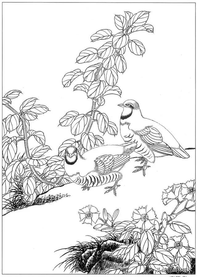 现代国画工笔花鸟白描及完整版,路雨年工笔白描花鸟团扇高清图片