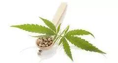 种“草”吗?做“实验”吗?坐牢的那种……