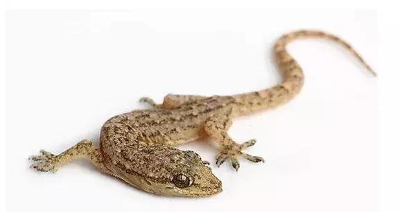 鐢熷鑺卞洯妗堜緥,鐢熷鑺卞洯