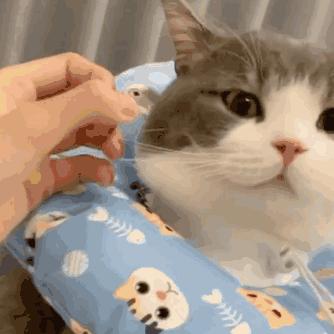 qq表情包套路表情包,表情包可爱动态图微信聊天表情包