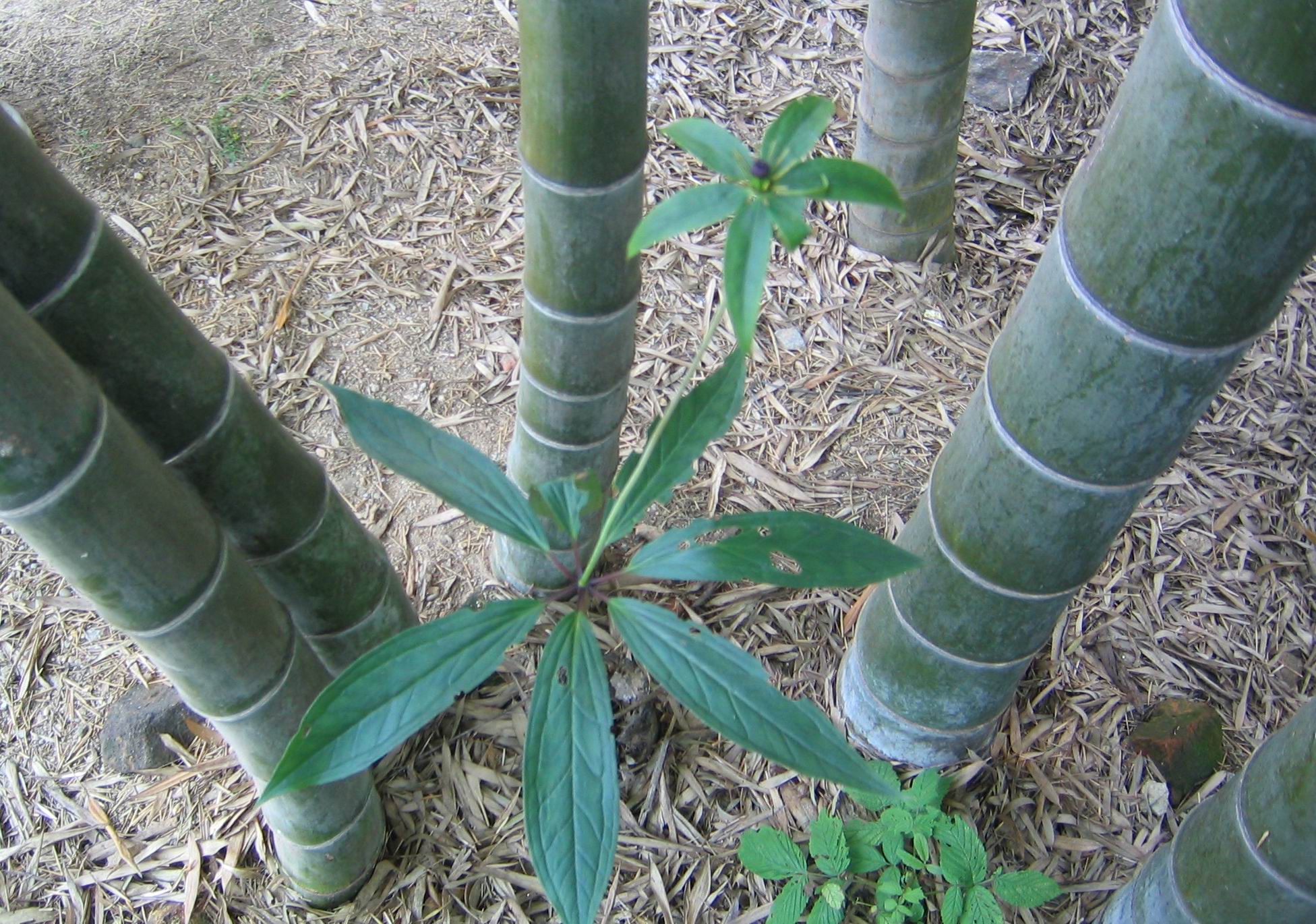 林子里看见“这草”，别踩踏别破坏，如今价值高，望保护
