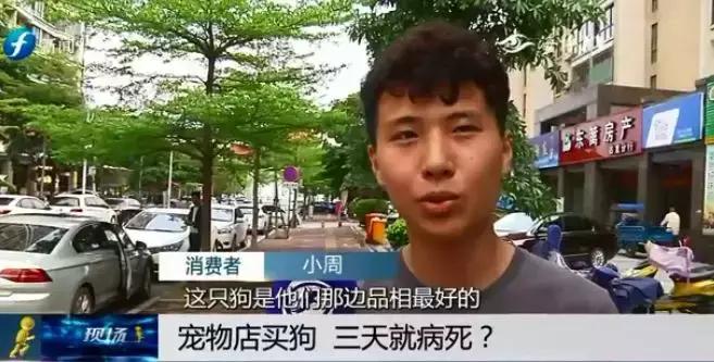 宠物狗买回来过几天病死怎么维权,厦门宠物店