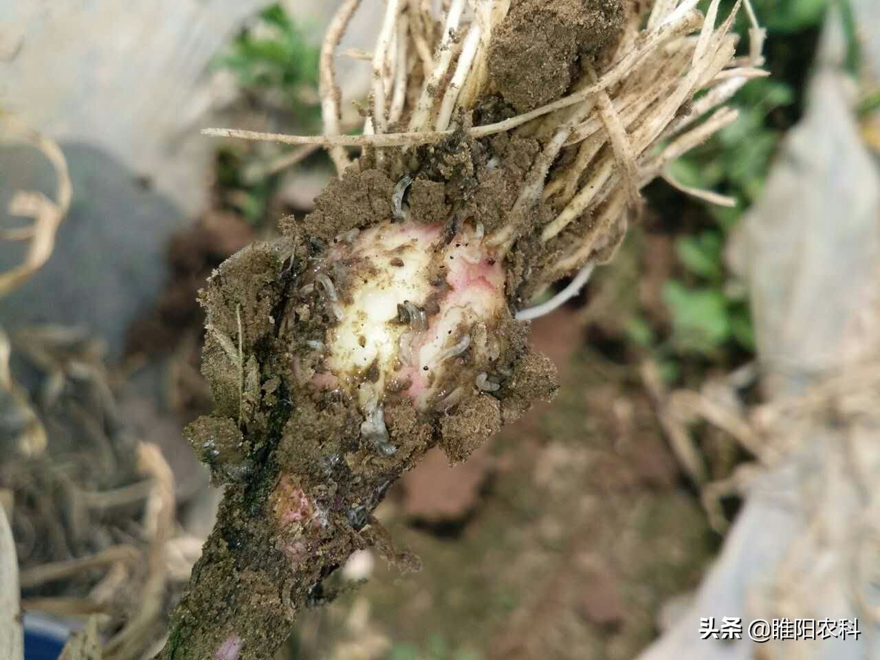 冶韭蛆安全有效的药,治韭蛆专用长效药