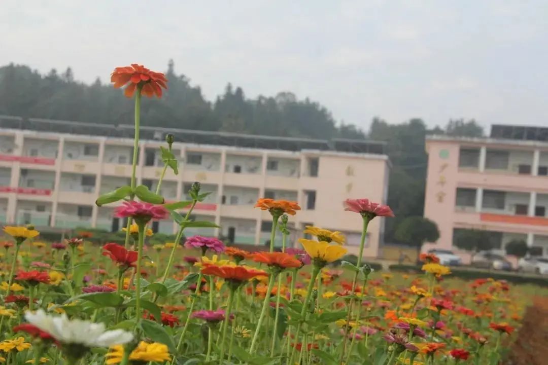 美哭了！小学校长为学生种了一片花海