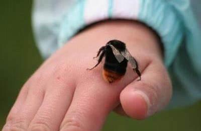 三岁孩子被蜜蜂蛰了发烧了怎么办,3岁小孩被蜜蜂蛰了第二天发烧