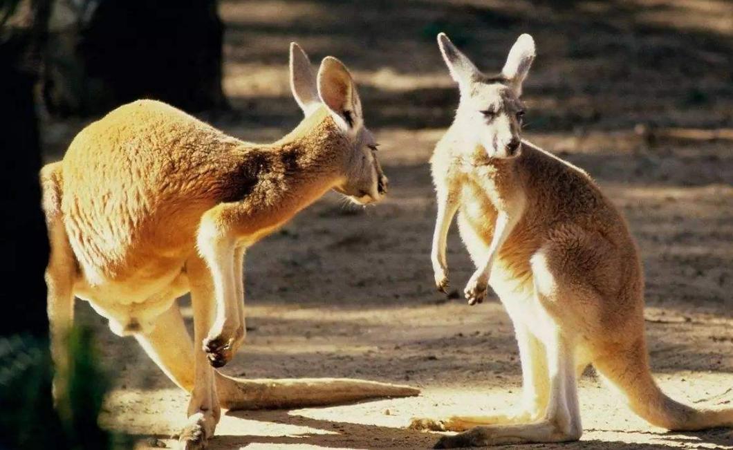 中国人吃袋鼠肉吗,外国吃袋鼠