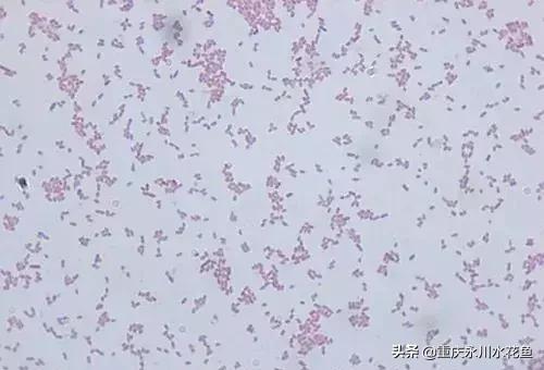 鲢鳙出血病防治方法,花白鲢败血症用什么药