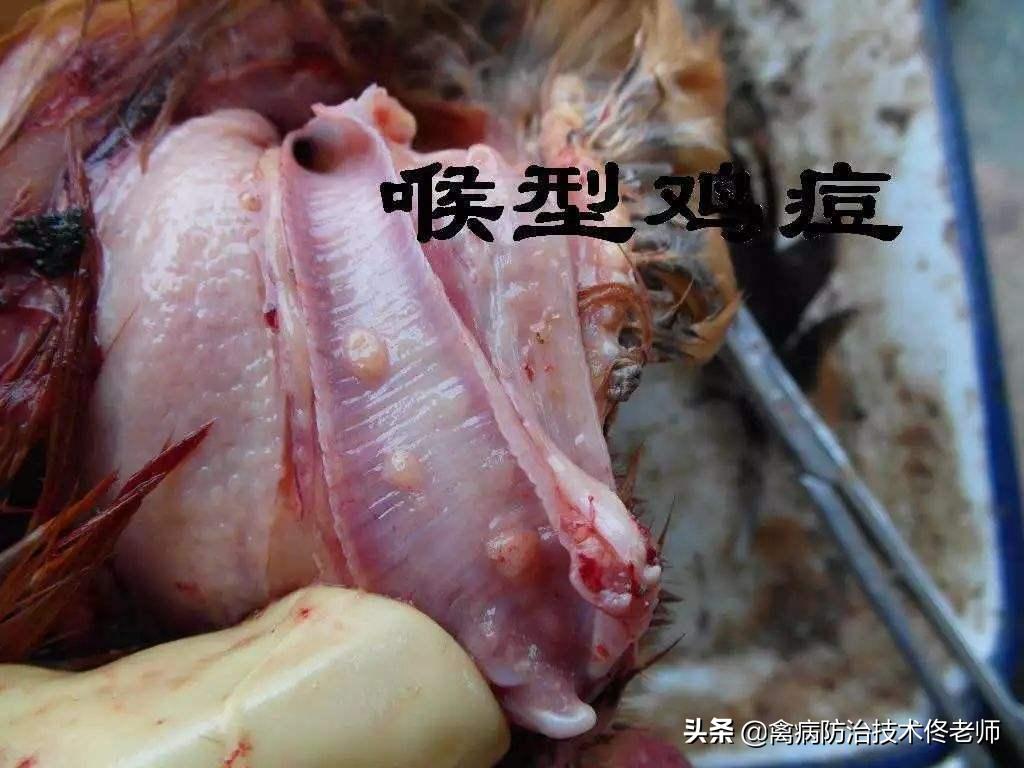 鸡喉痘治疗办法,鸡痘处理方法视频