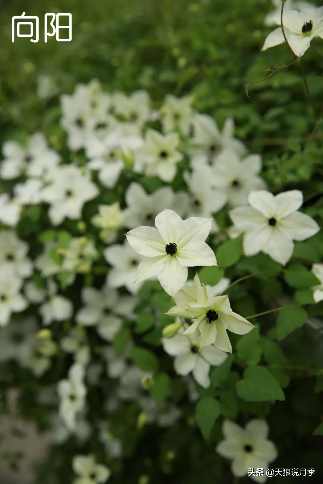 10元3棵铁线莲苗多色,铁线莲苗圃视频