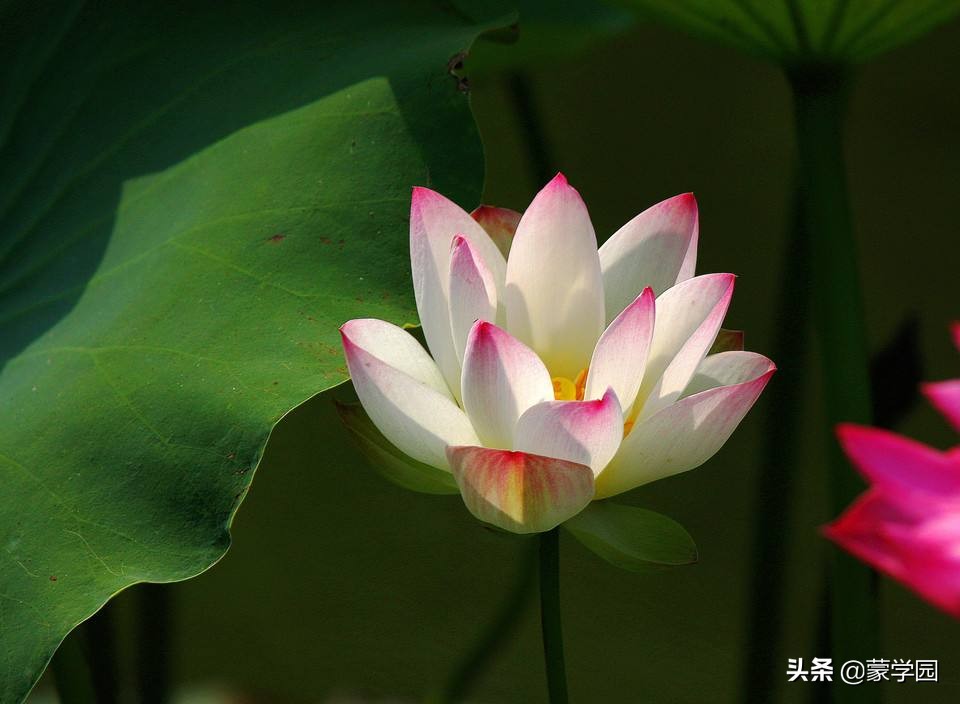 一月到十二月开什么花的诗,关于12个月份花的诗