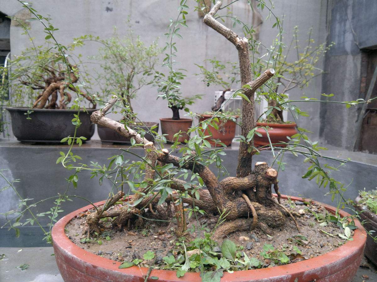 迎春花怎么养才能长得好看,迎春花怎么养才能更旺盛