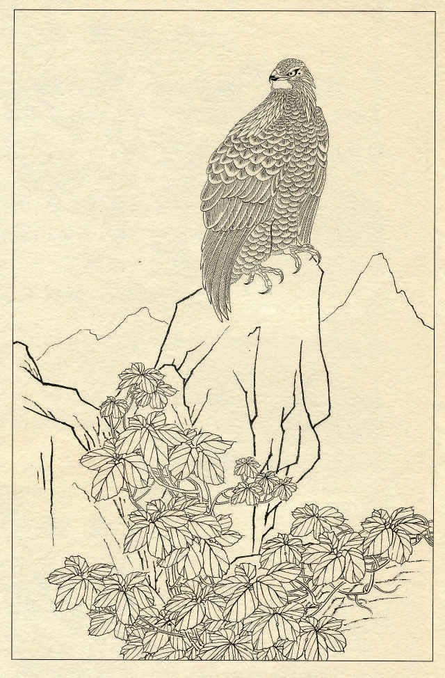 白描鹰技法基础入门,工笔画素材白描鹰图漂亮