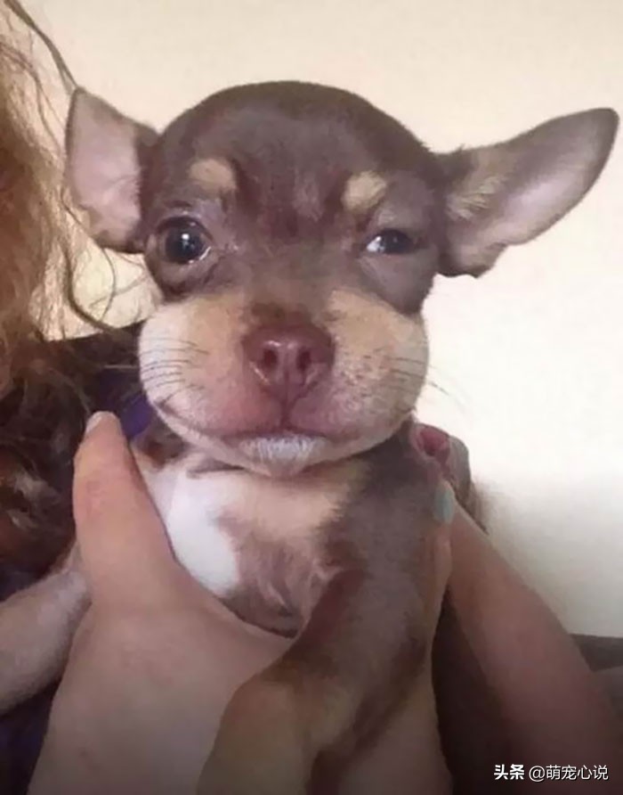 被蜜蜂给蛰了的猫咪狗狗们,猫咪狗狗被蜜蜂蜇了咋办