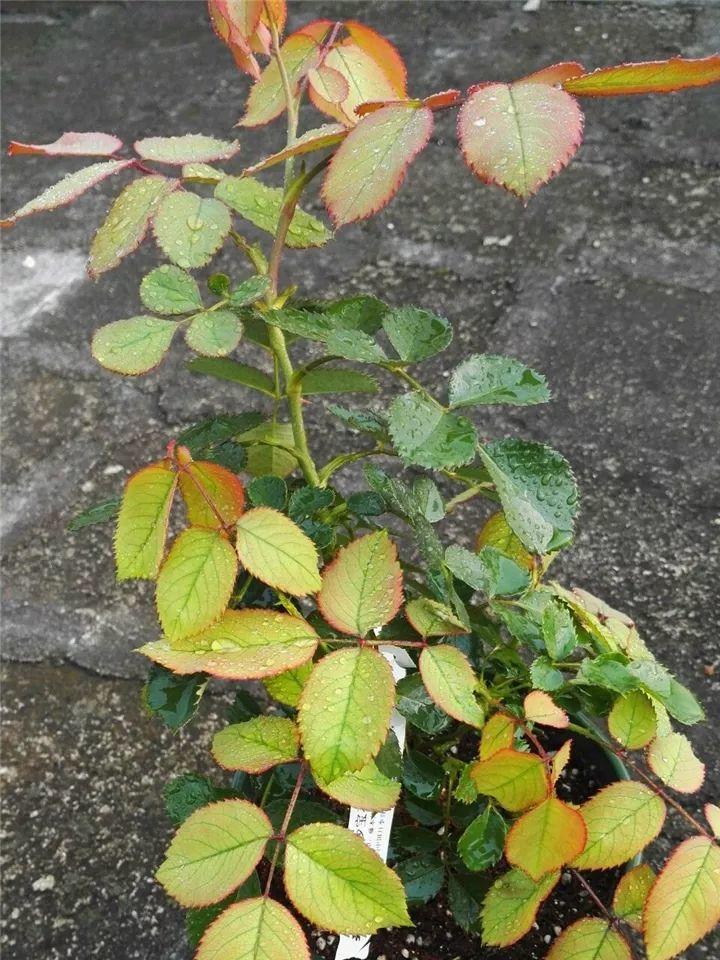 月季常见病害图解,月季枝干高花苞小怎么办