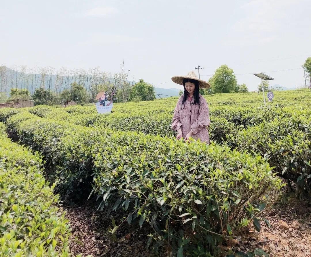 把红边茶文化传播得更远——“茶女”林岚微的梦想