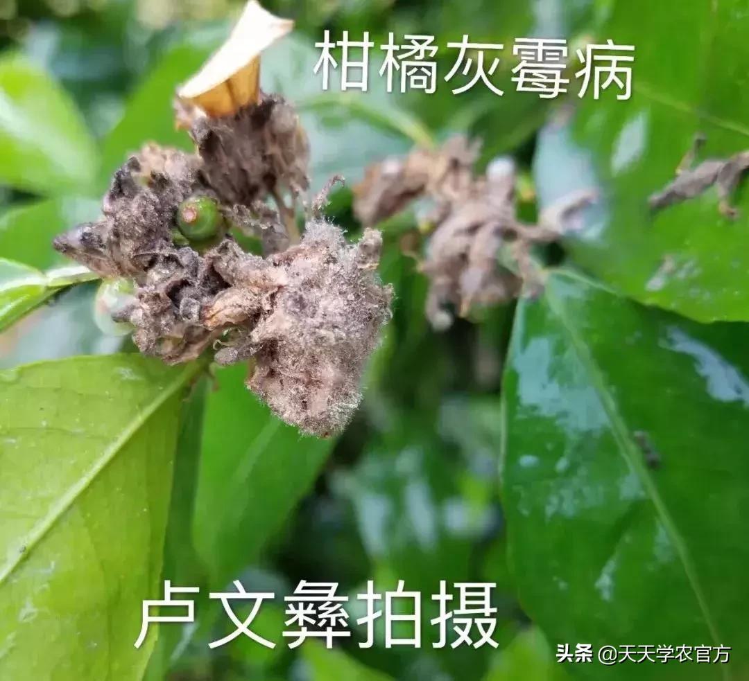 幼果期落果严重怎么补救,落果高峰期有什么表现