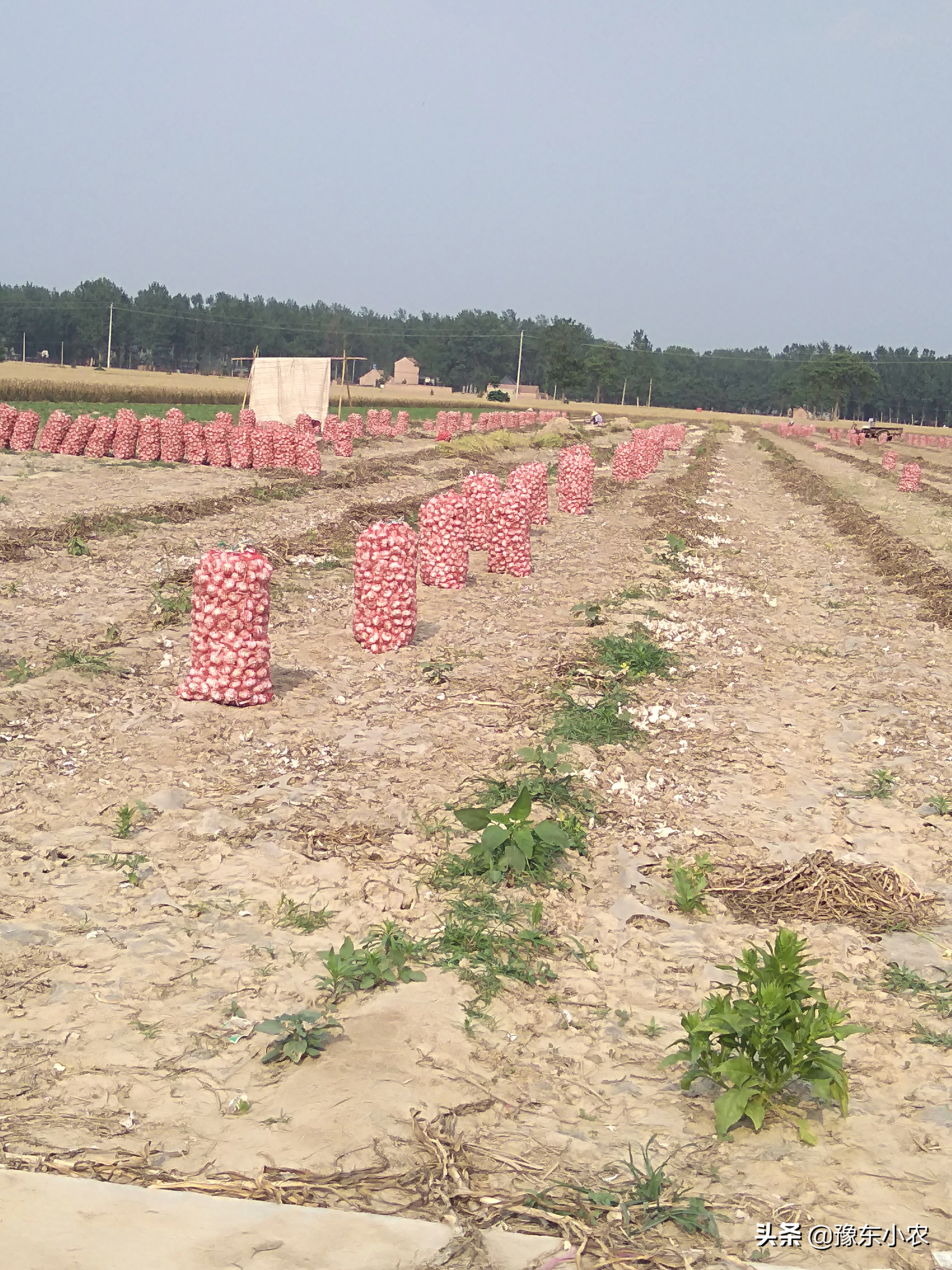 农村创业养殖和种植的可行性,返乡创业养殖四年真的不容易