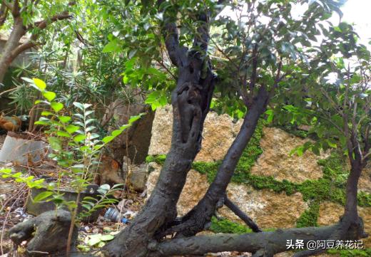 黄檀植物,和小叶紫檀最相似的植物是什么