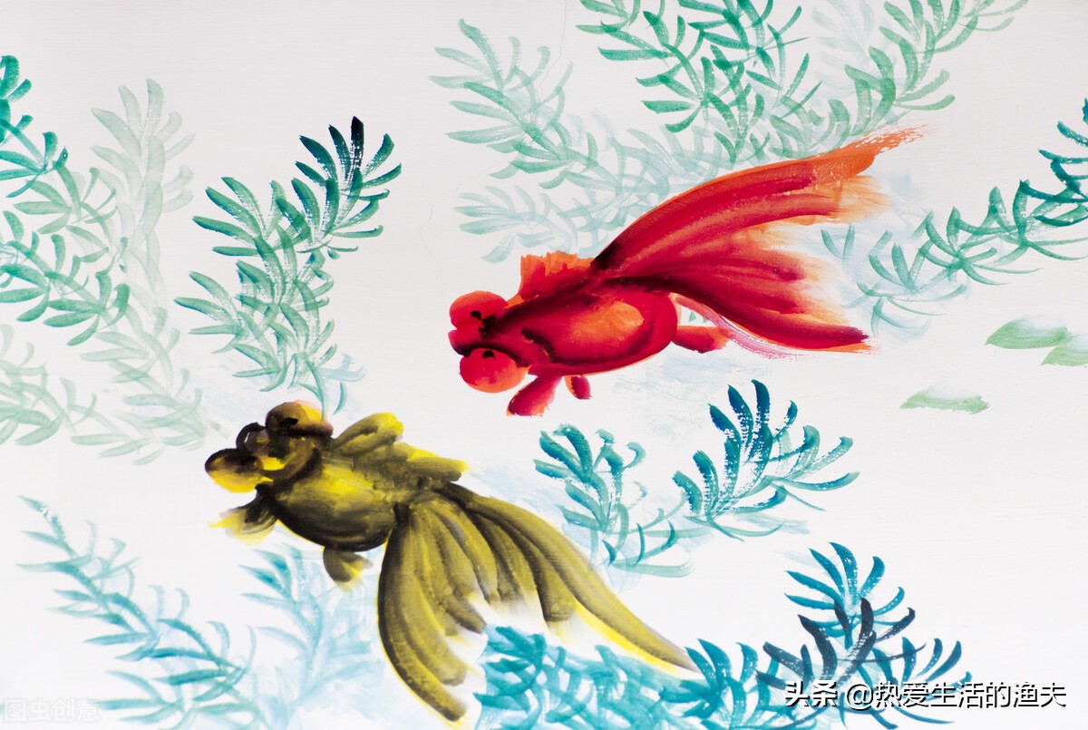 金鱼苗怎么养,养金鱼和锦鲤