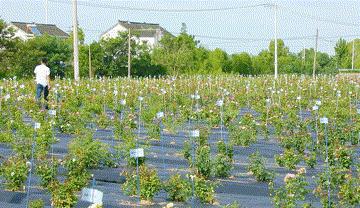 天狼自育的哪两款月季在世界出名,天狼自育月季优缺点