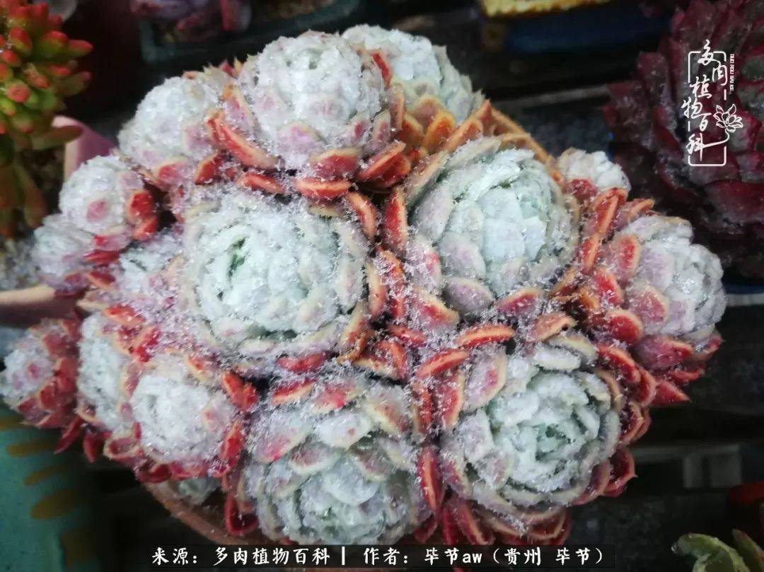 有多少次的会心一笑，全因多肉！那是一种心间流出的甜