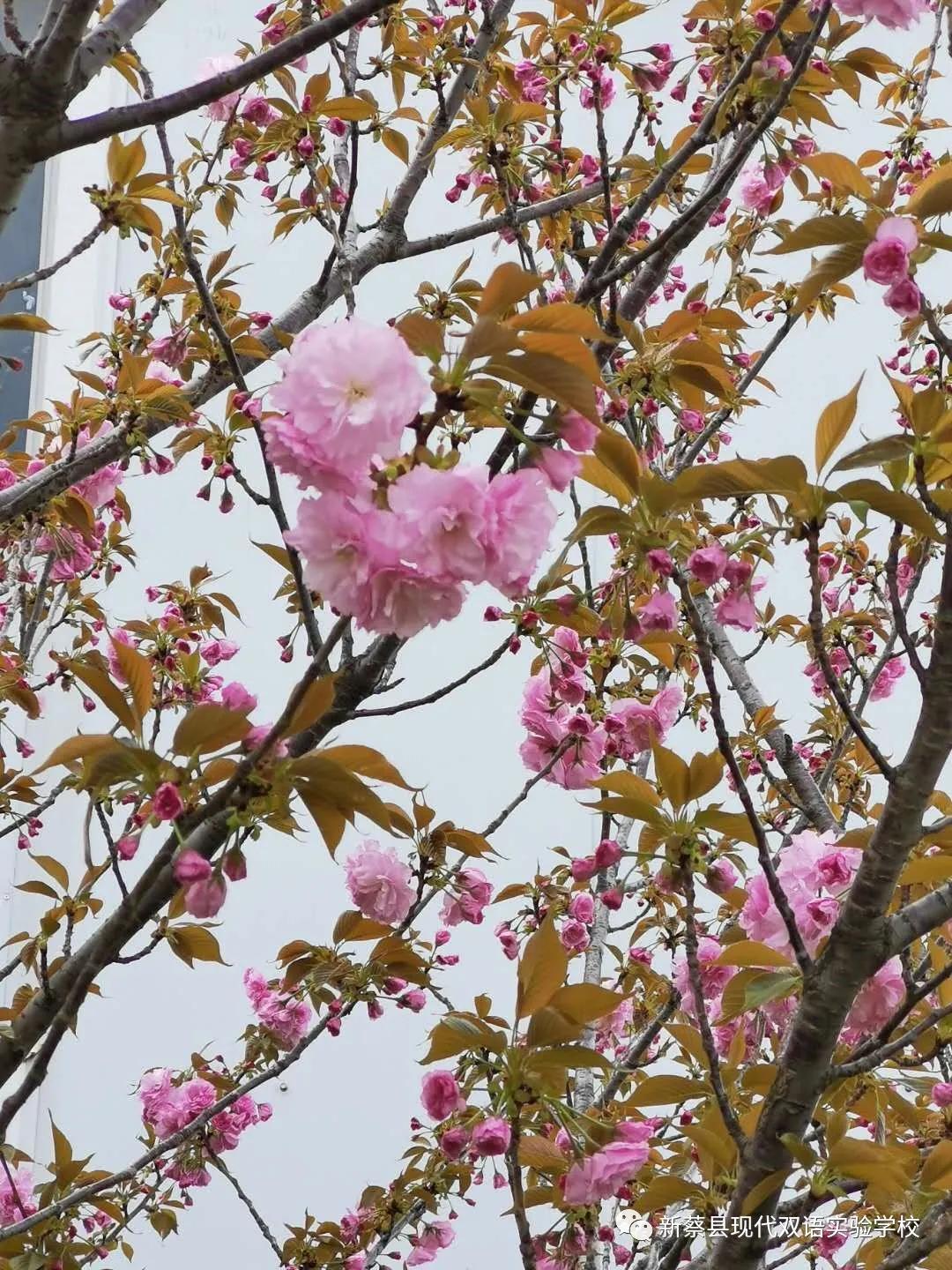 新蔡现代双语实验学校,新蔡县现代双语实验学校老照片