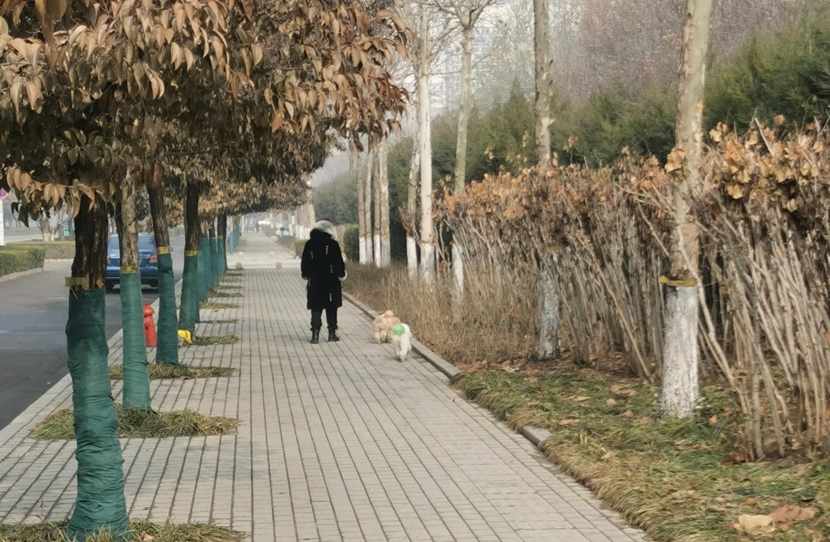 遛狗拴绳很难吗,遛狗拴绳