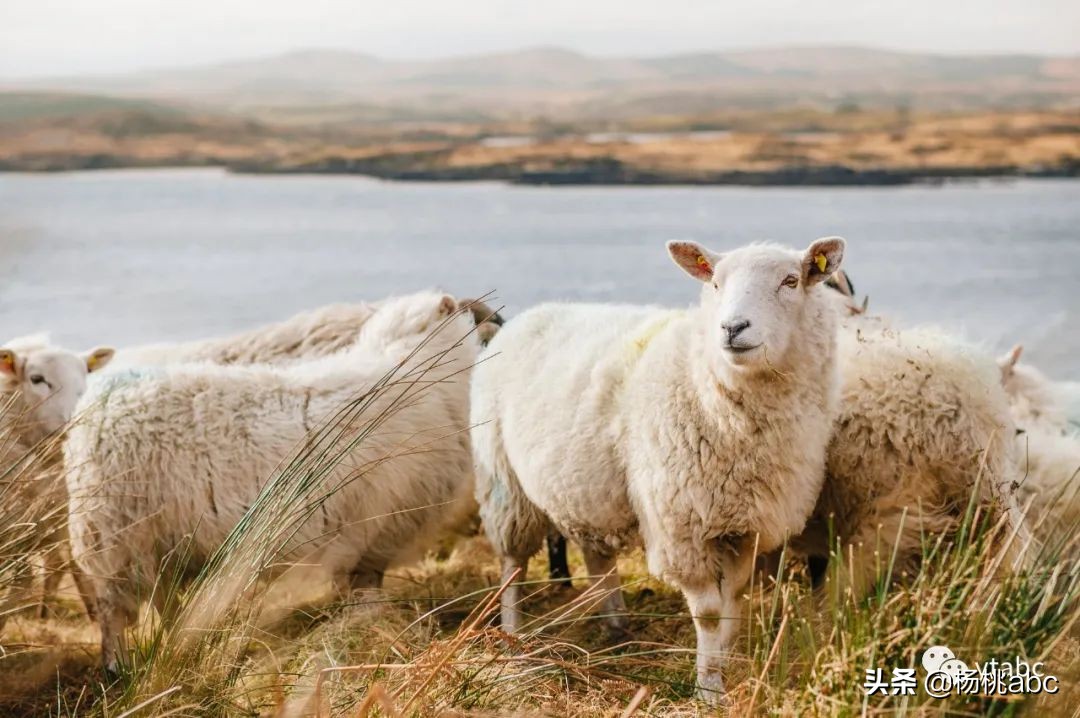 南极人羽绒被怎么样,南极人羊毛冬被