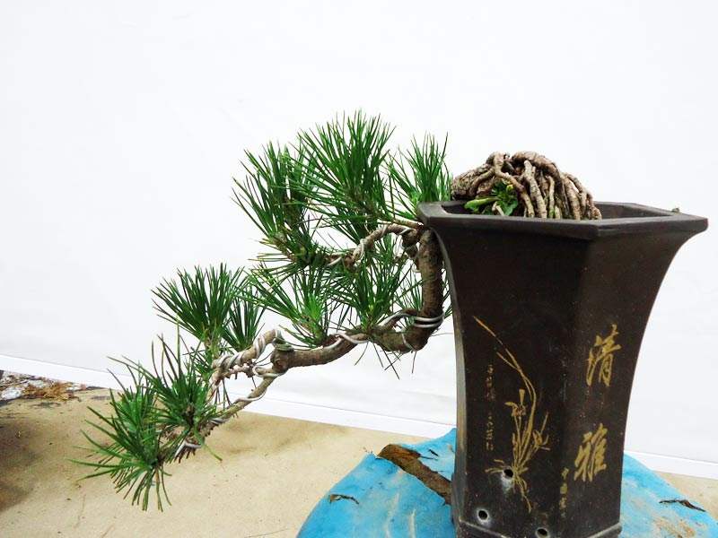 黑松嫁接的千寿丸盆景如何养护 (福建莆田黑松盆景的养护方法)