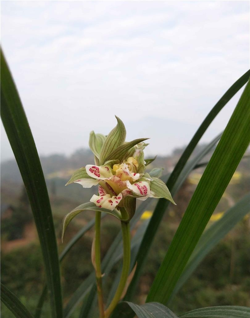 春剑盖世牡丹是杂交兰吗,春剑盖世牡丹欣赏视频