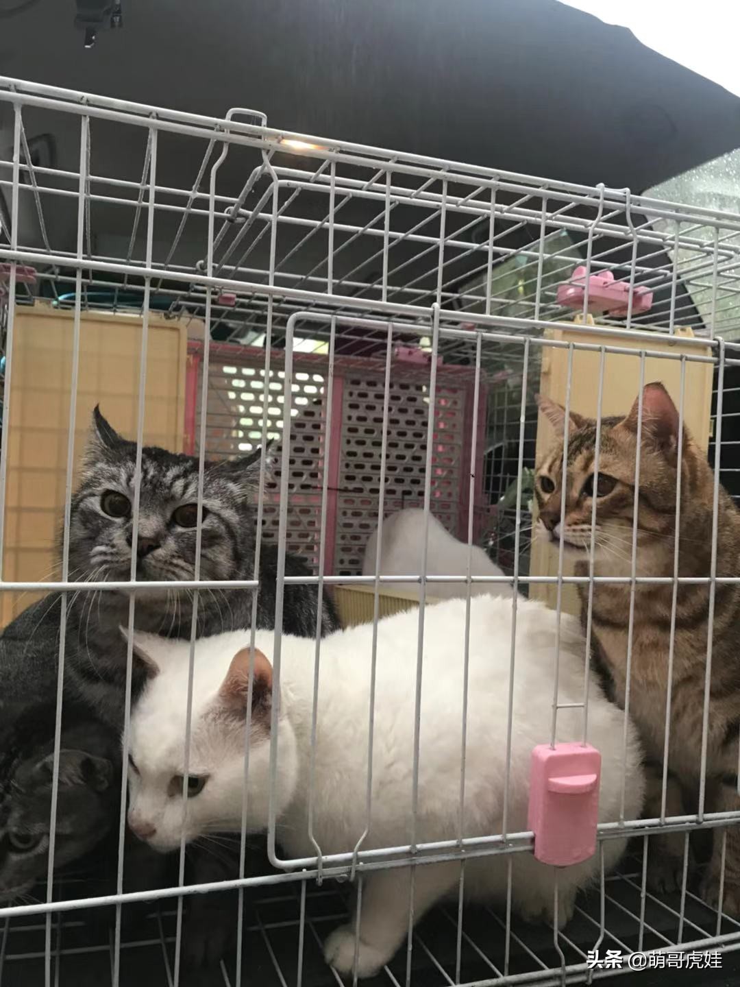 铲屎官被一群喵星人包围了,铲屎官给猫咪布置房间超萌