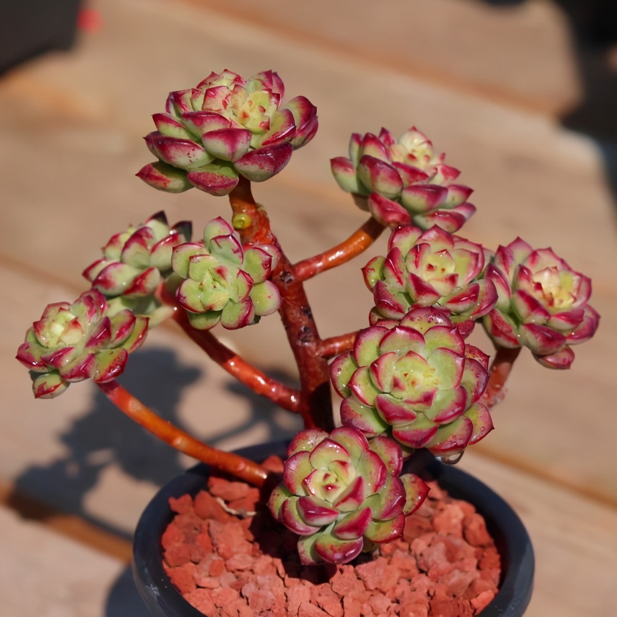 多肉雅乐之舞和晚霞之舞,爱跳舞的植物有哪些