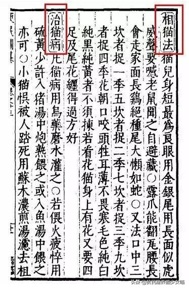 古代相猫学，相猫“十二要”，猫咪符合这12点就是顶级好猫