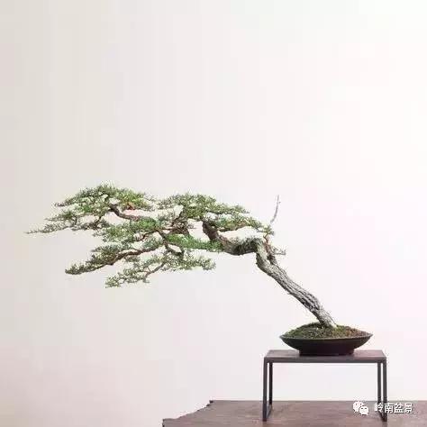 一盆盆景佳作究竟应该是怎样的,大师级盆景作品欣赏