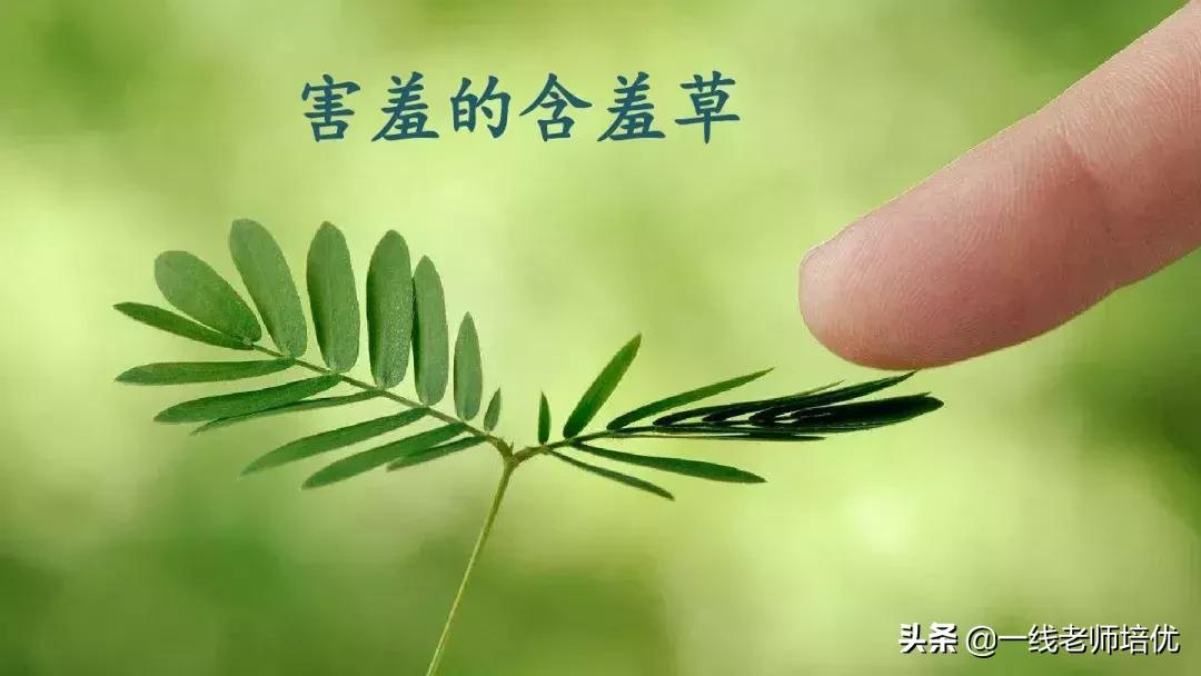 部编版语文第5单元三年级上册,部编版三年级语文上册第三单元