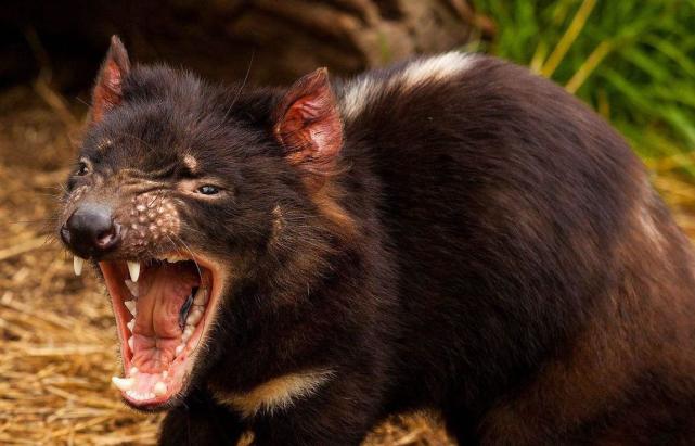 37岁雷神近照,雷神超级英雄视频