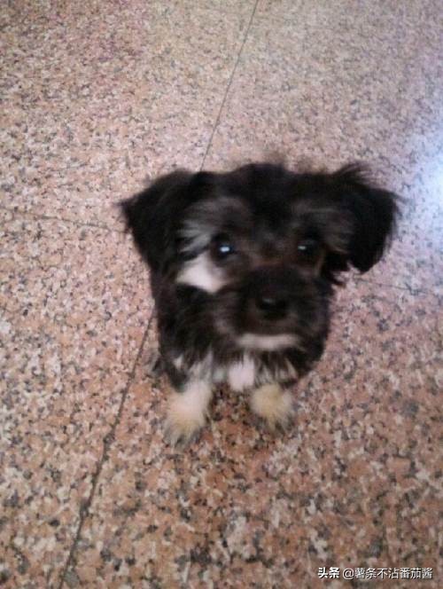 高颜值肌肉奶狗,什么样的小奶狗最可爱