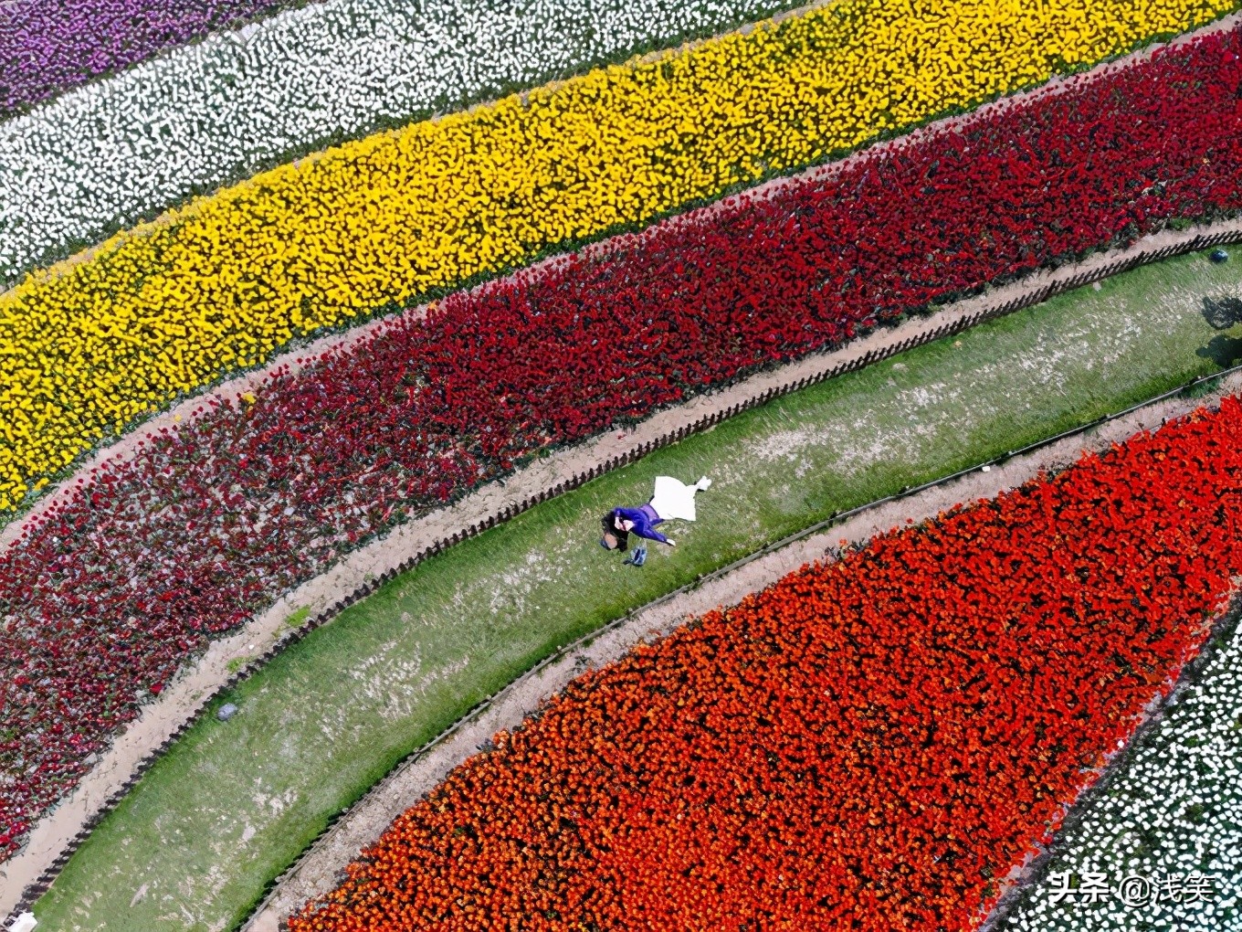 芬芳之人方能遇到芬芳之心，郁金香开成了荷兰花海