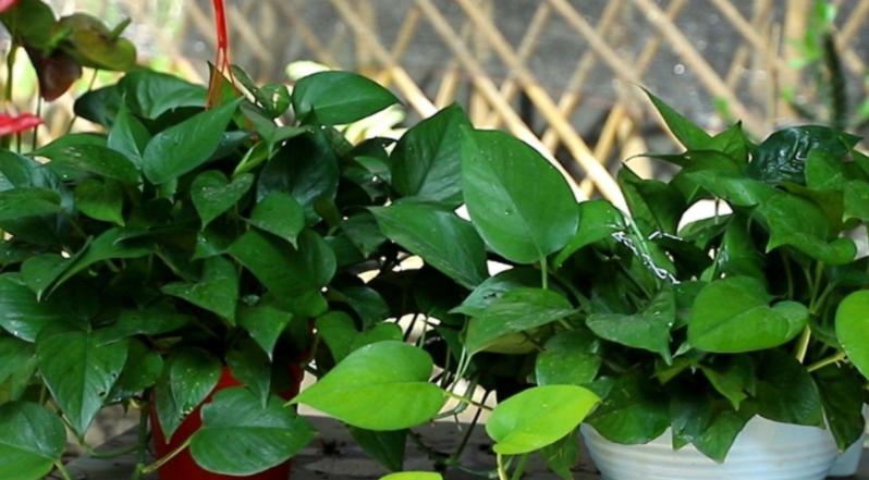 养花黄豆肥怎么做不臭,家里用黄豆怎样自制养花营养肥