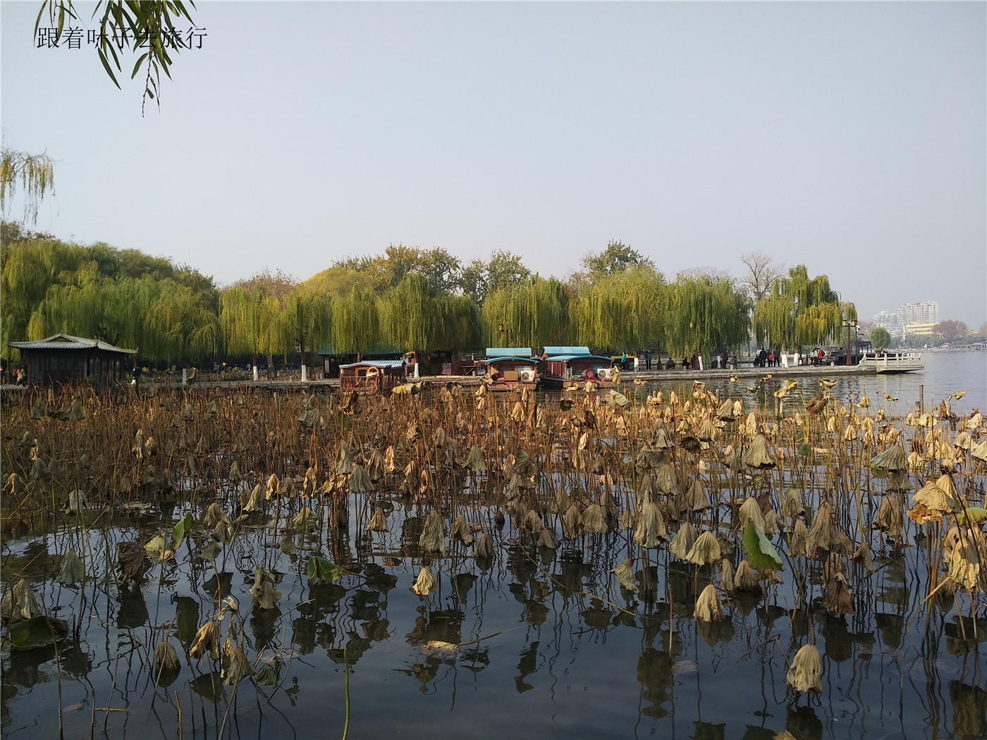 大明湖畔南丰祠雨荷厅前的荷花池,大明湖南丰祠的传说