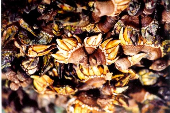 珠海海岛特色海鲜,珠海海岛10大绝美景点打卡攻略