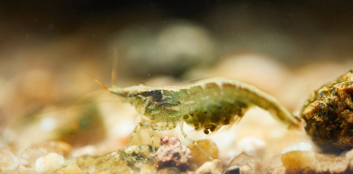 观赏虾怎么养才不死,养观赏虾的方法和技巧