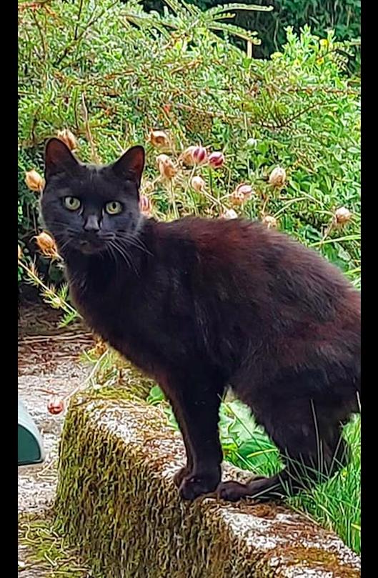 80岁的老奶奶失踪，邻居发现了她养的黑猫，在它的指引下成功营救