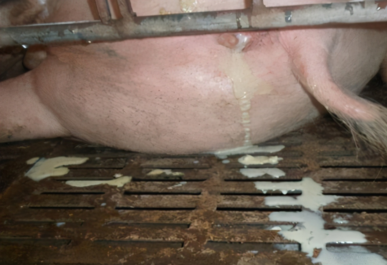 母猪难产的处理方法,母猪难产的原因及解决方法