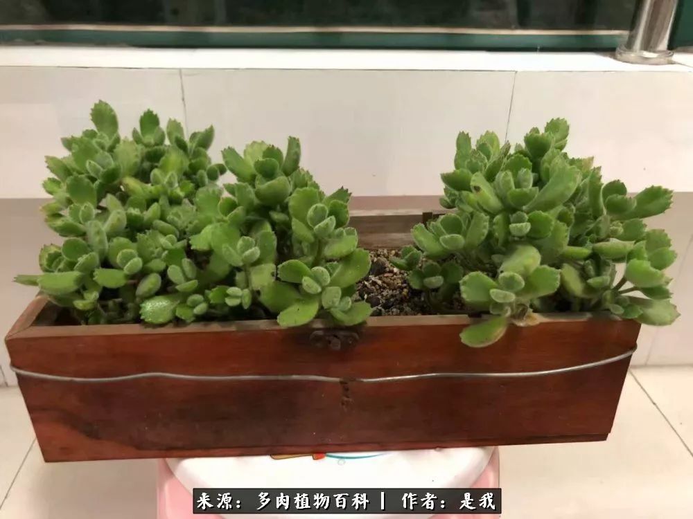 偶遇多肉的感言,偶遇山中多肉