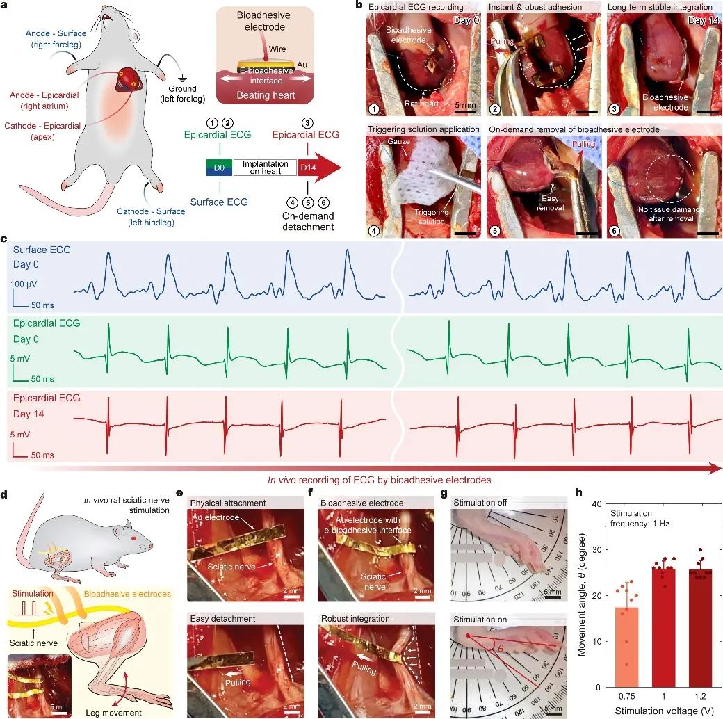 人机界面交互技术,生物粘性电子科技