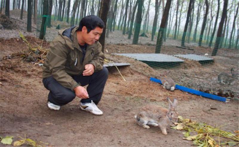 养殖兔子一般往哪销售,兔子销售途径