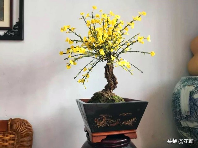 迎春花春季如何养护,春季迎春花怎么养