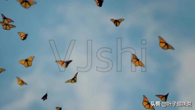 蝴蝶为什么会集体栖息在水边,蝴蝶为什么会聚集一个地方