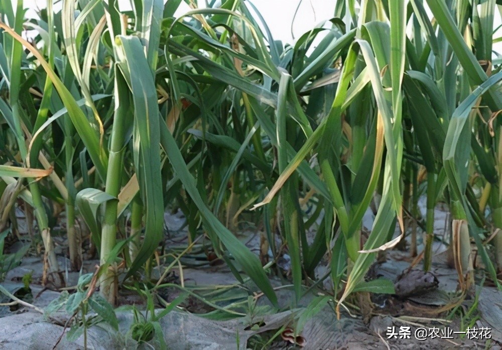 春雷王铜能治大蒜的软腐病吗,大蒜细菌性软腐病